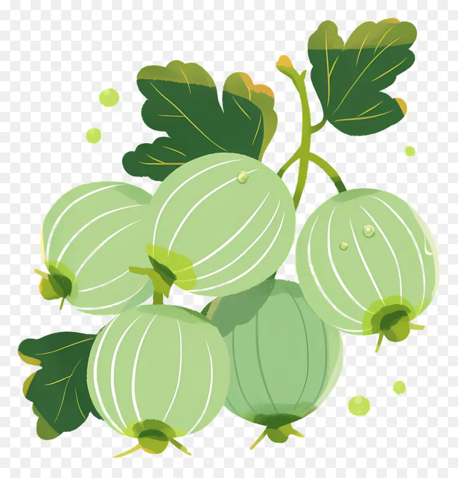 Buah Gooseberry，Gooseberry Hijau PNG