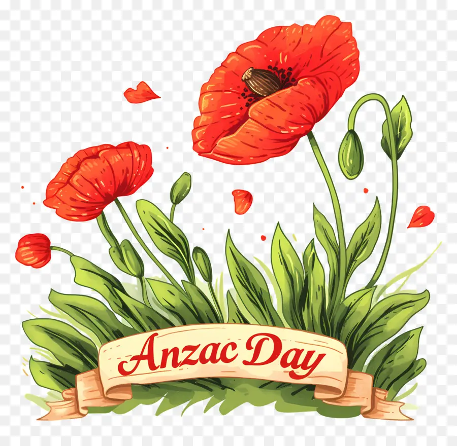 Hari Anzac，Bunga Poppy Hari Anzac PNG