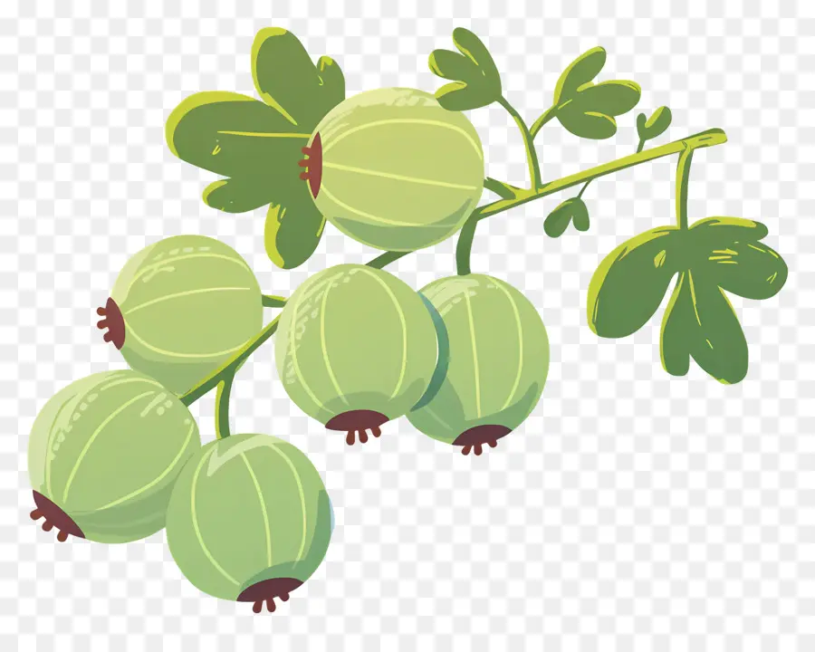 Buah Gooseberry，Berry Hijau PNG