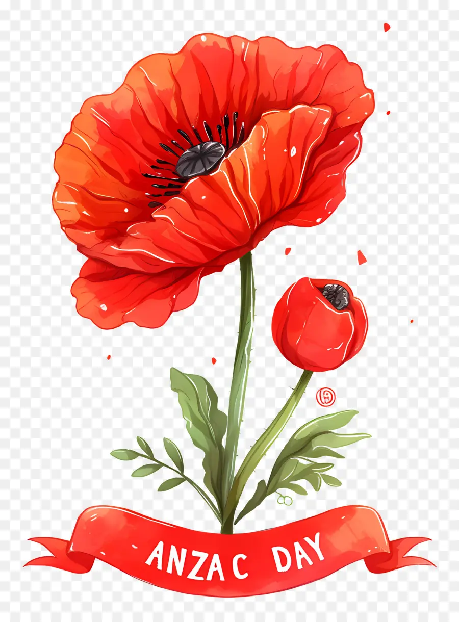 Hari Anzac，Bunga Poppy Hari Anzac PNG