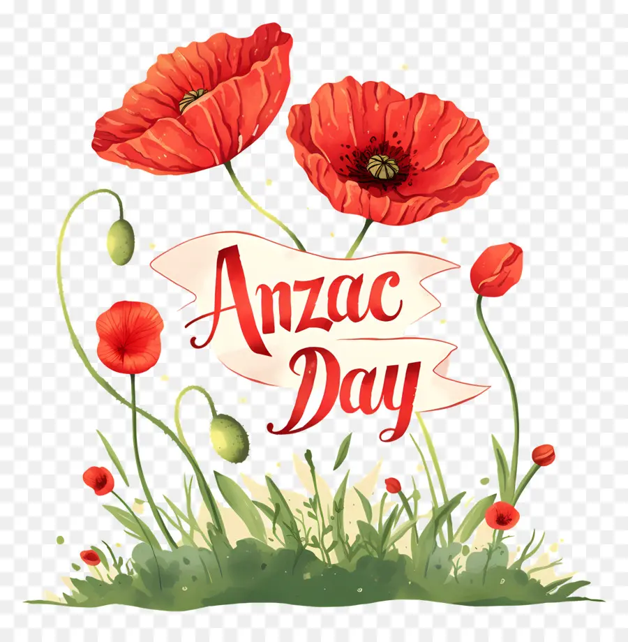 Hari Anzac，Bunga Poppy Hari Anzac PNG