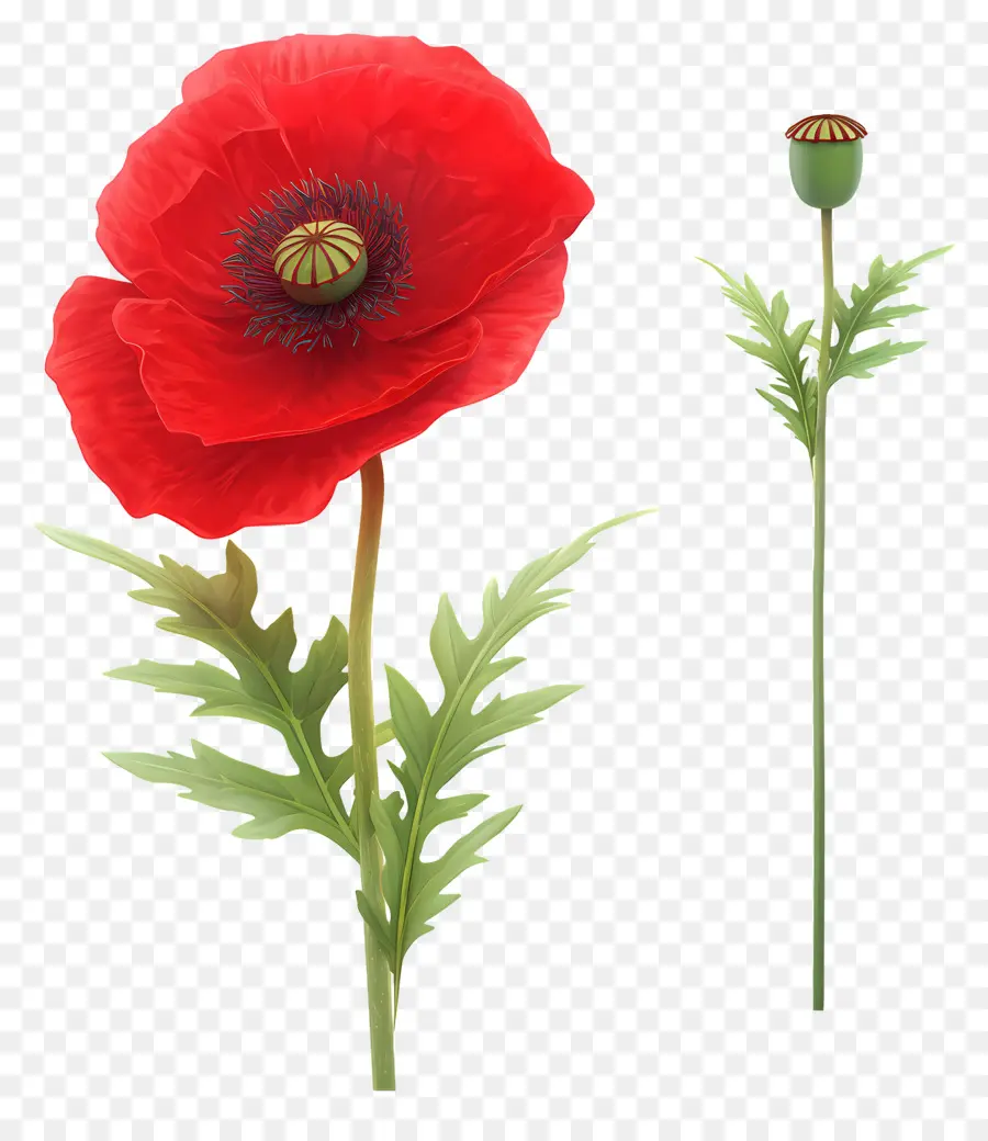 Opium Merah，Daun Hijau PNG