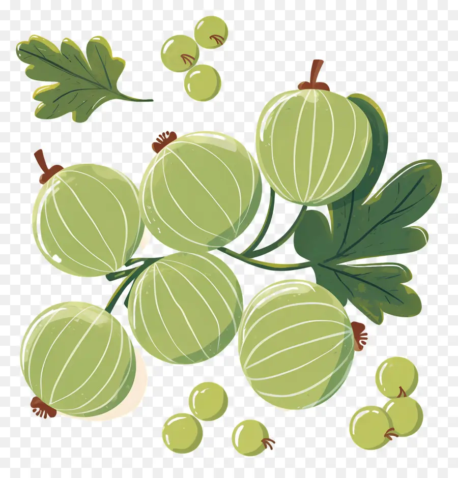 Buah Gooseberry，Gooseberry Hijau PNG