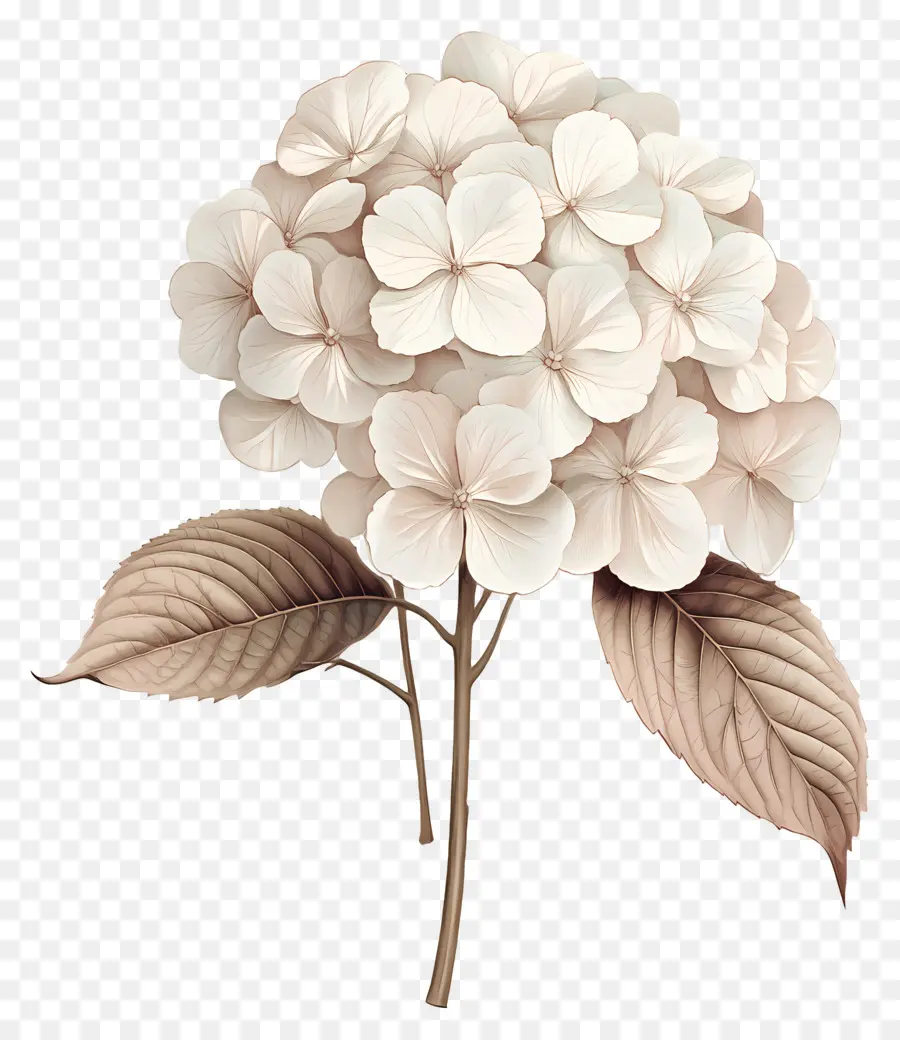 Hydrangea Kering，Hydrangea Putih PNG