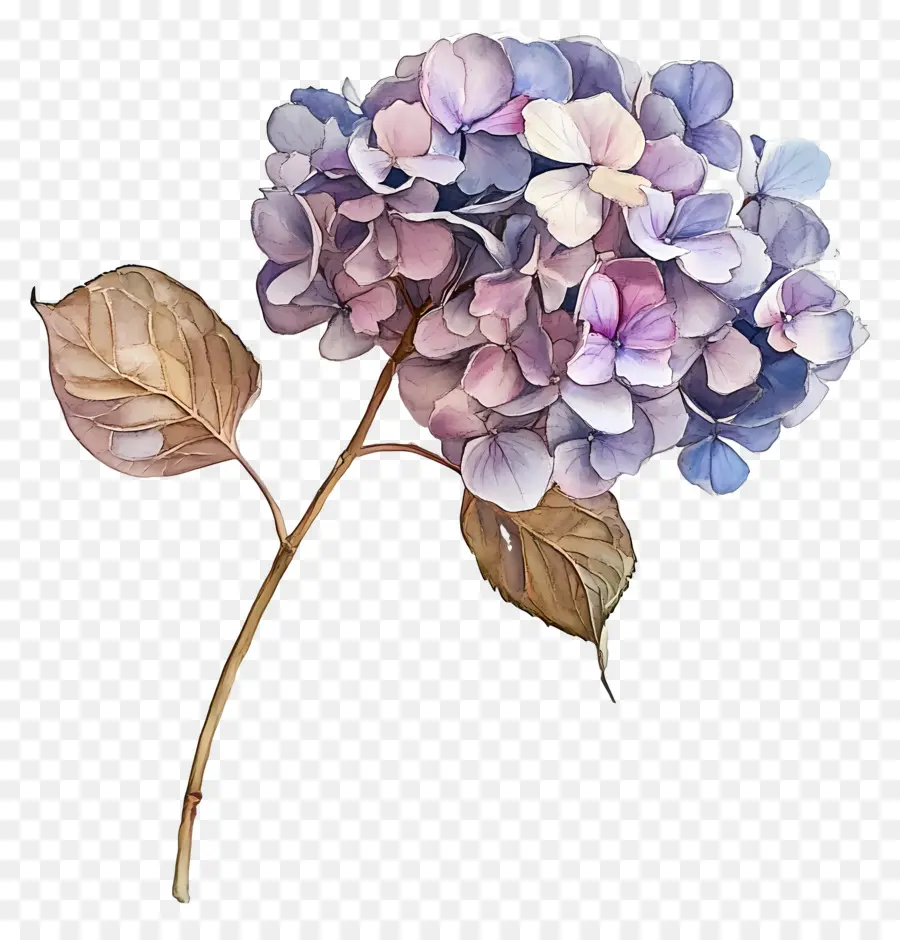 Hydrangea Kering，Hydrangea Putih PNG