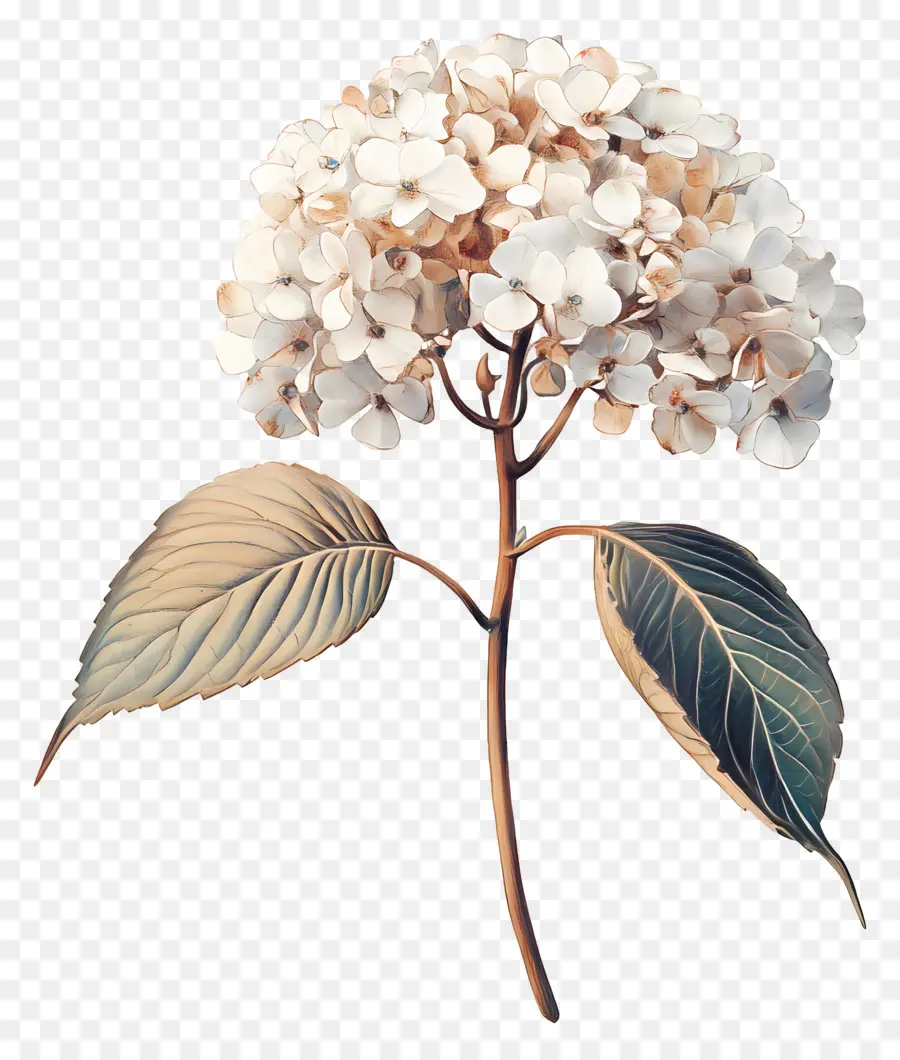 Hydrangea Kering，Hortensia PNG