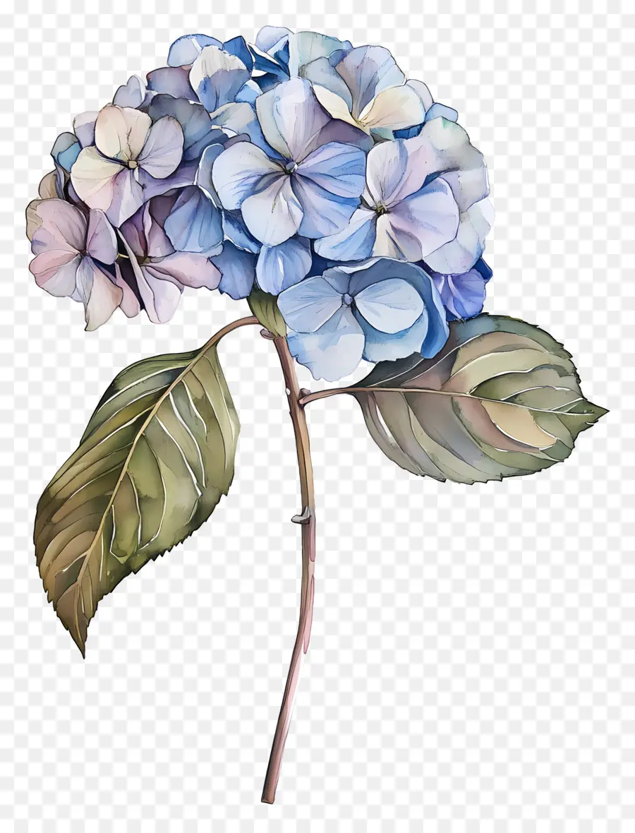 Hydrangea Kering，Bunga Hydrangea PNG