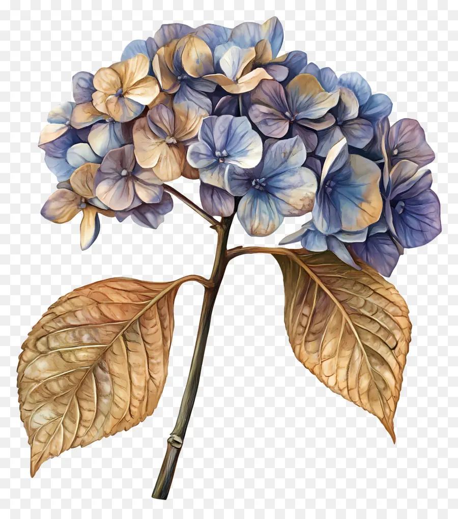 Hydrangea Kering，Hortensia PNG