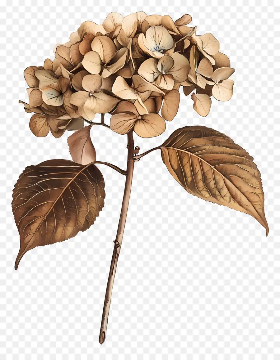 Hydrangea Kering，Bunga Hydrangea PNG