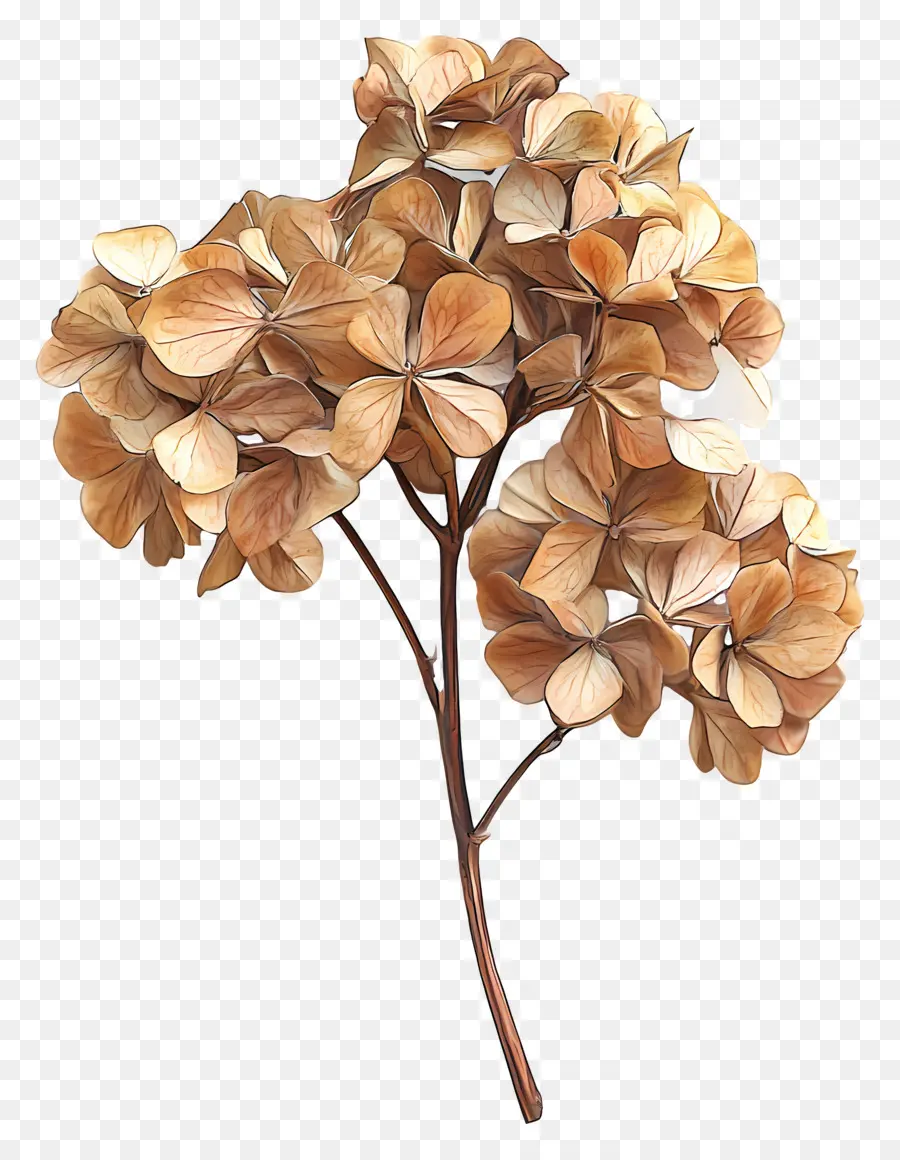 Hydrangea Kering，Hortensia PNG