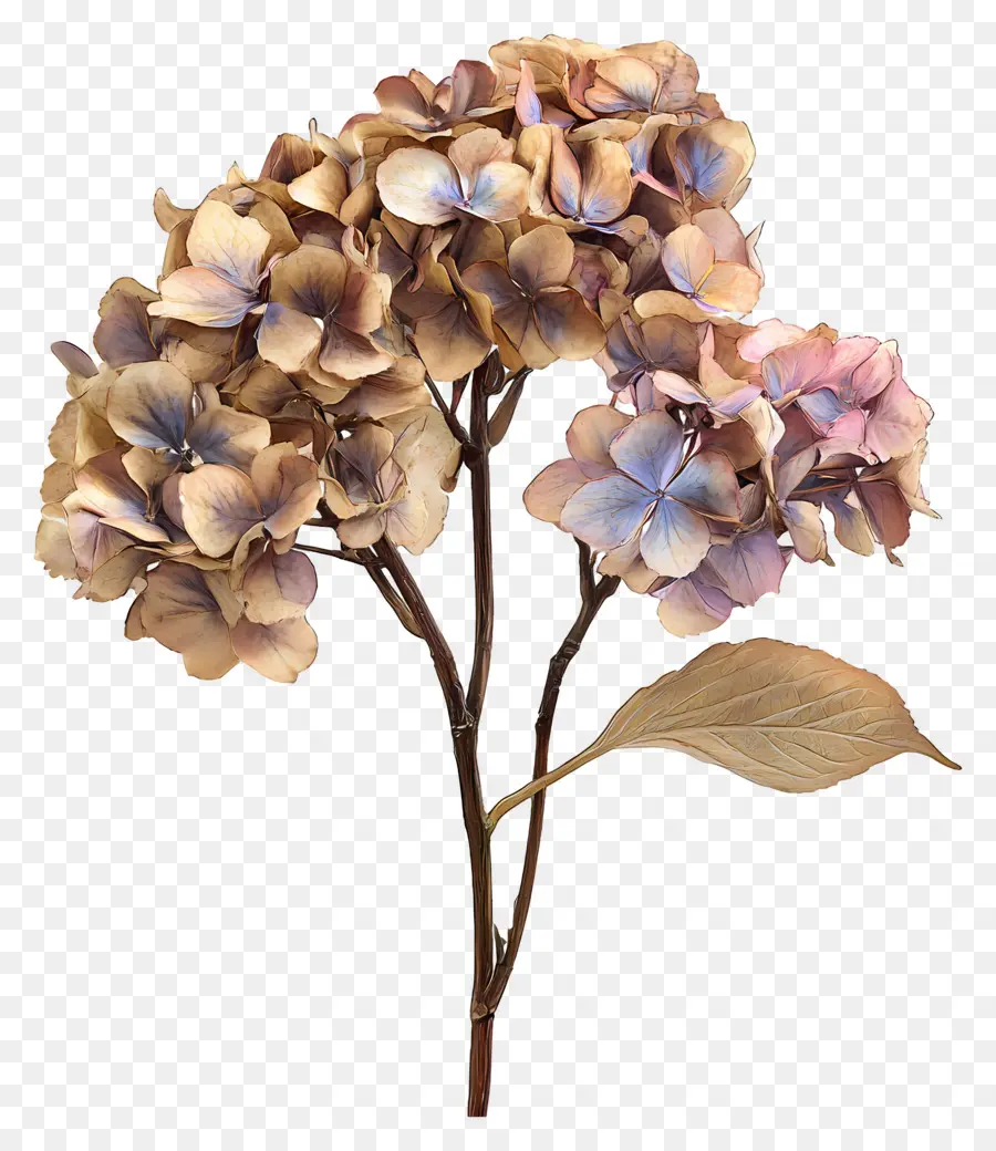 Hydrangea Kering，Bunga Ungu PNG