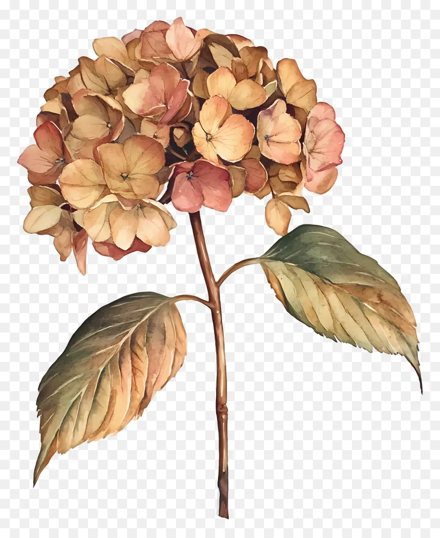 Hydrangea Kering，Hortensia PNG