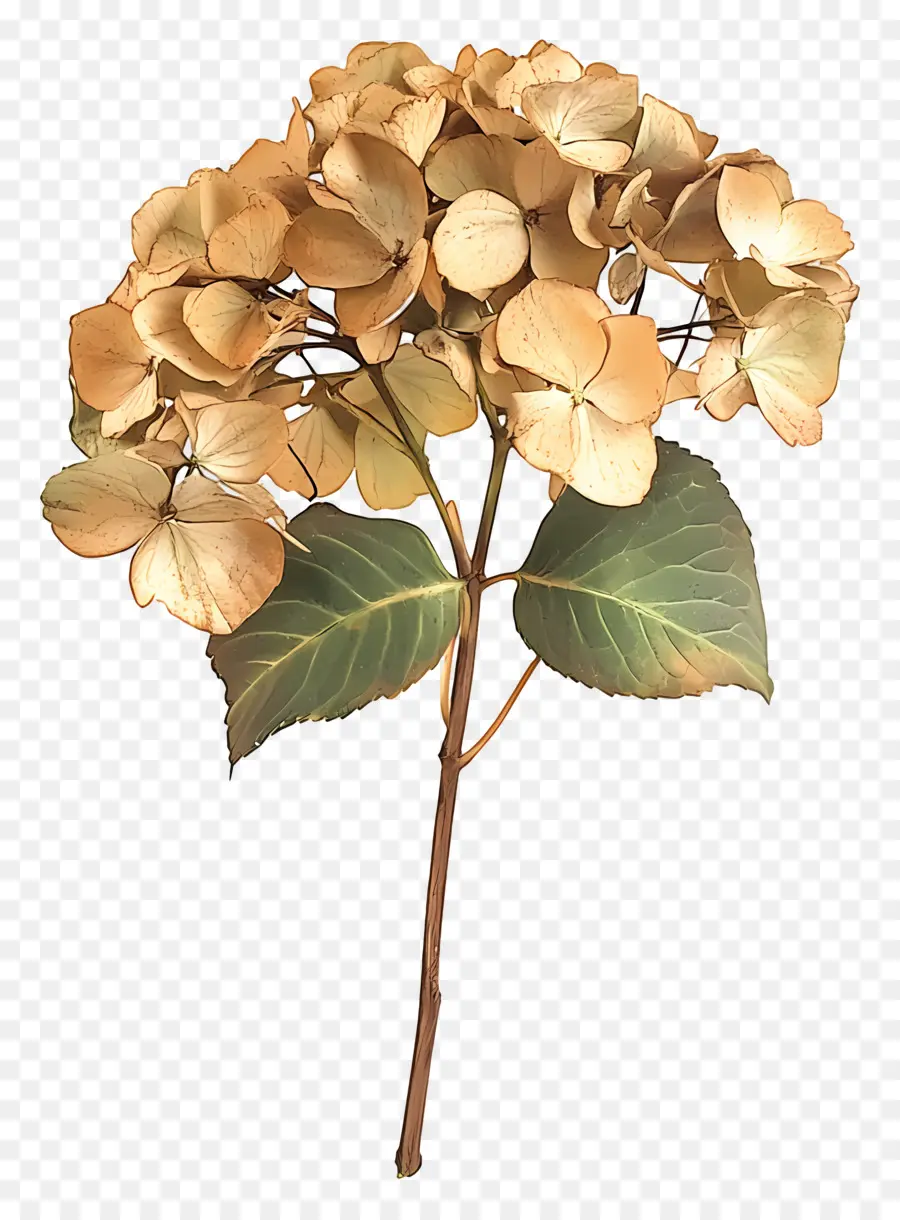 Hydrangea Kering，Hortensia PNG