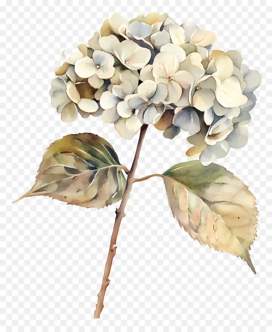 Hydrangea Kering，Hortensia PNG